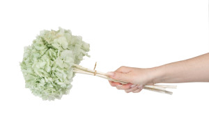 hortensia-stabilise-8.