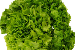 stabilisierte-hortensien-8.