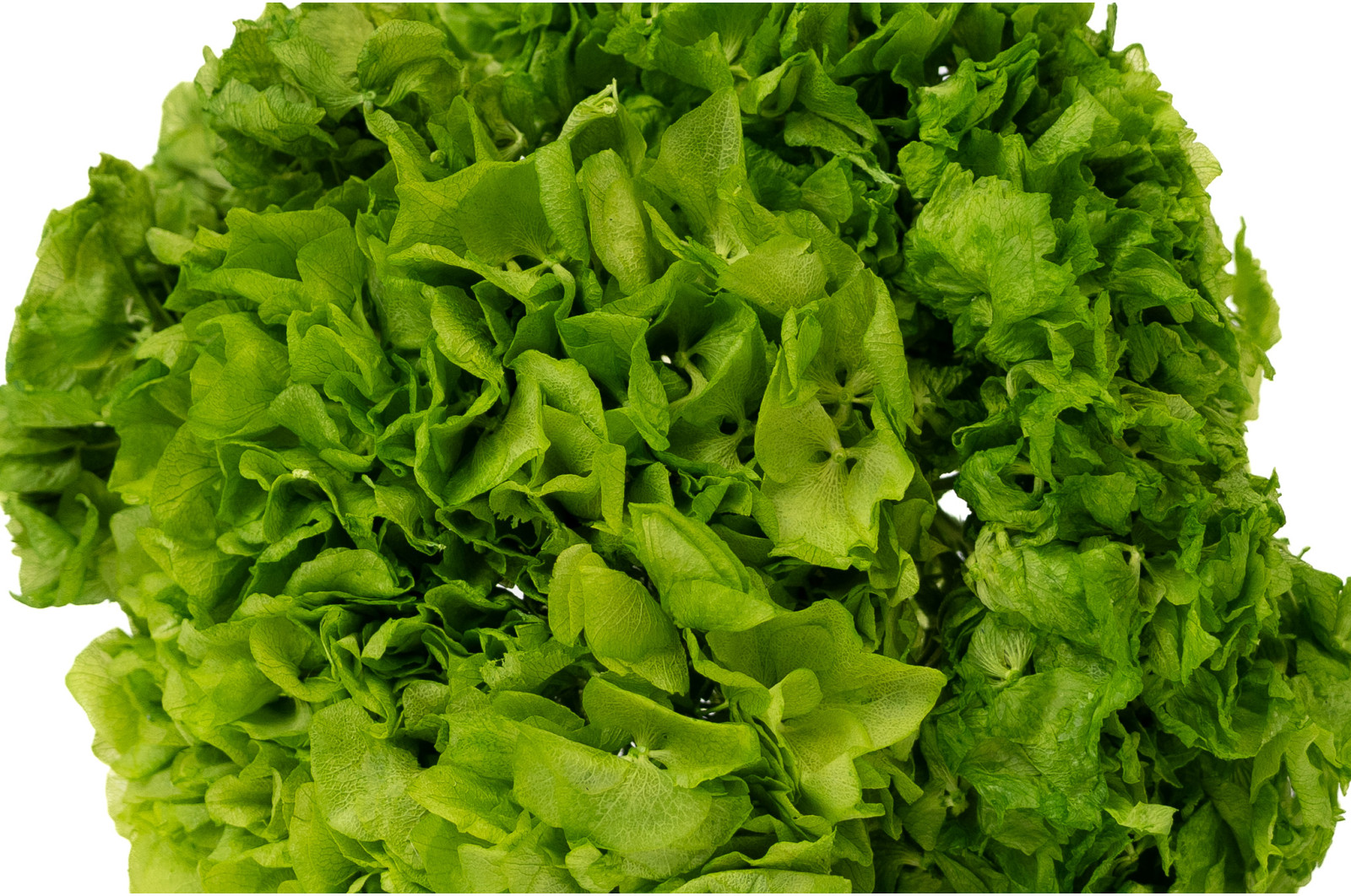 hortensia-stabilise-8