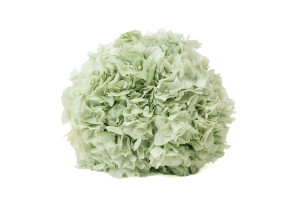 preserved-hydrangea-8.
