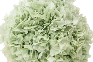 preserved-hydrangea-8.