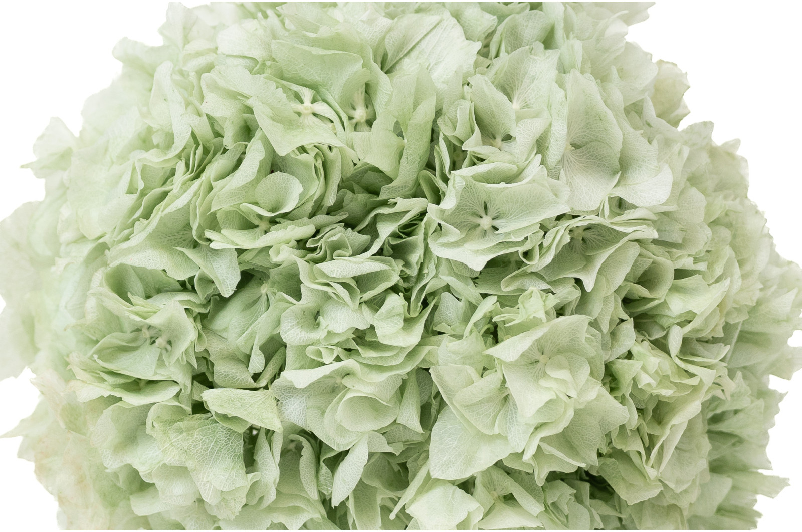 hortensia-stabilise-8