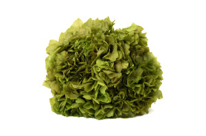 preserved-hydrangea-8.