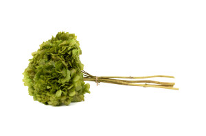 preserved-hydrangea-8.