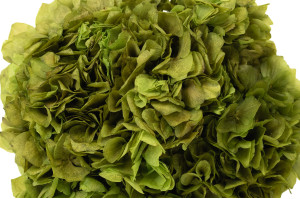 hortensia-stabilise-8.