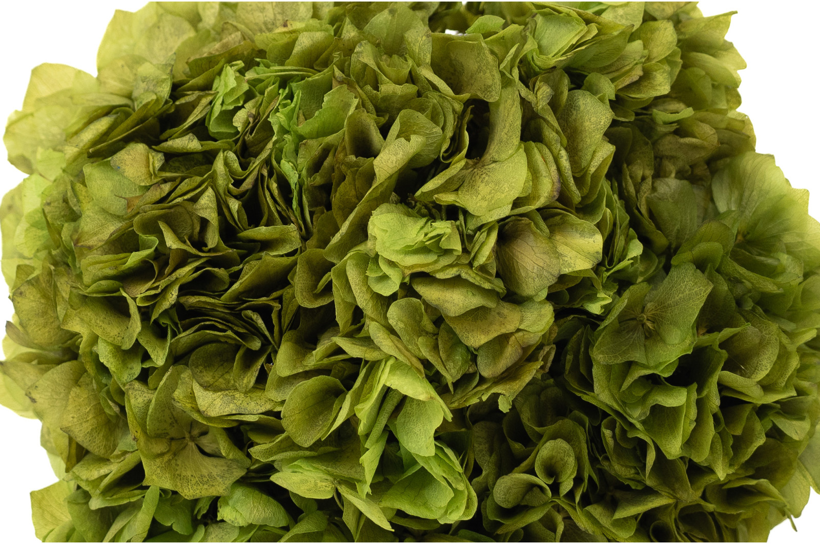 hortensia-stabilise-8