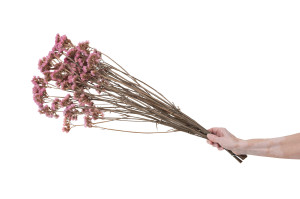 preserved-statice-6.