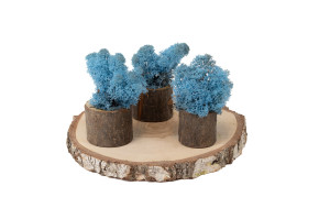 preserved-lichenreindeer-moss-500g-25.