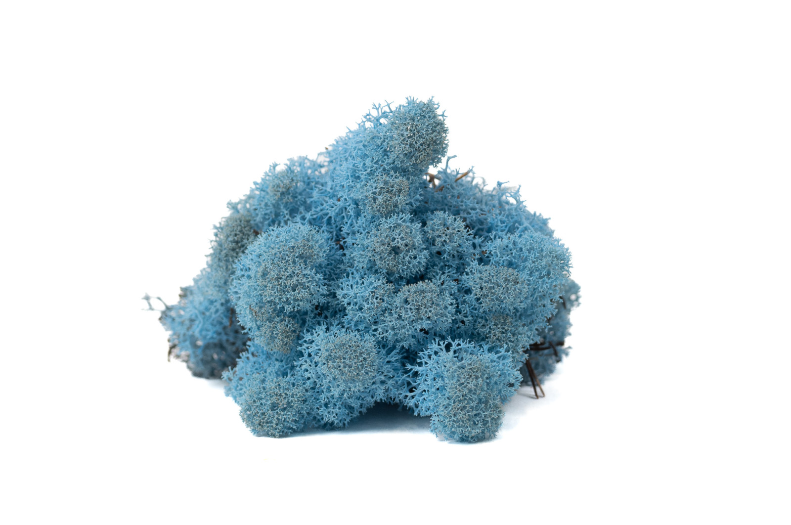 preserved-lichenreindeer-moss-500g-25