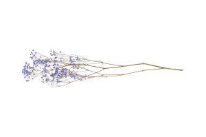 preserved-gypsophila-paniculata-6.