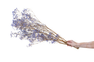 preserved-gypsophila-paniculata-6.