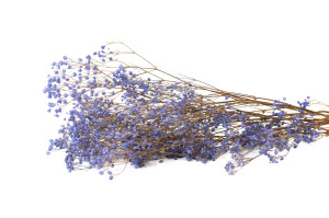 gypsophile-stabilise-6.