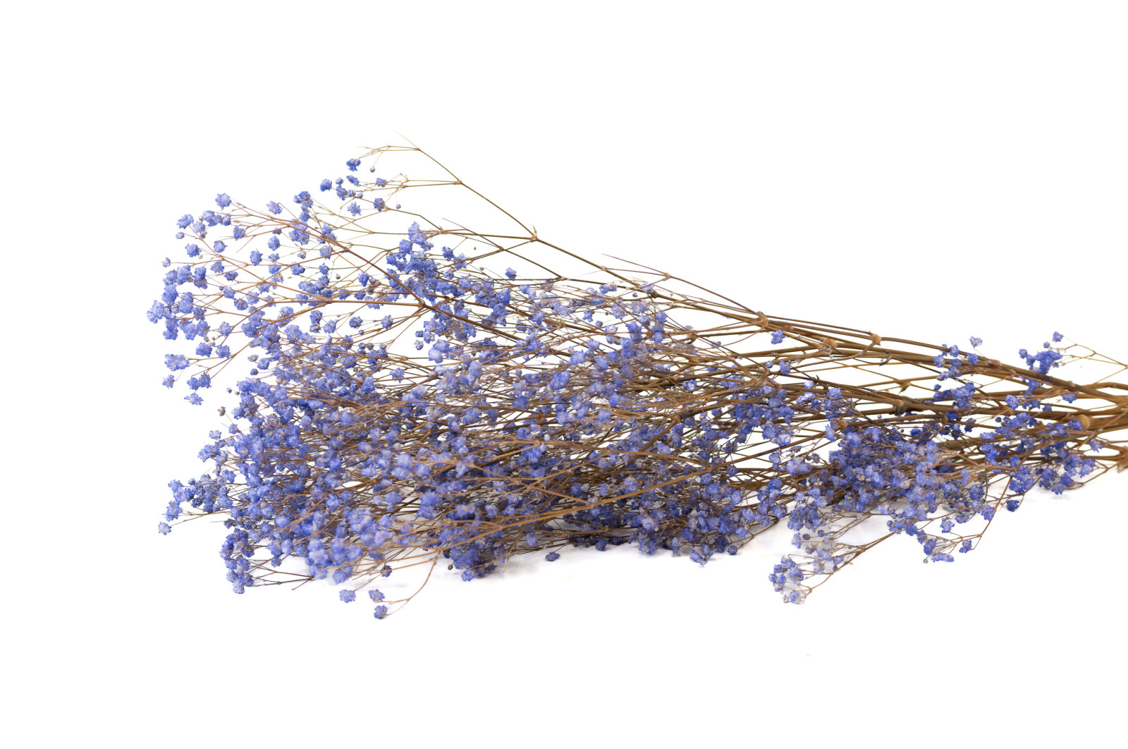 preserved-gypsophila-paniculata-6