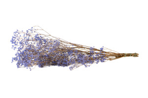 preserved-gypsophila-paniculata-6.