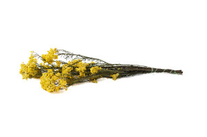 preserved-diosmirice-flower-6.