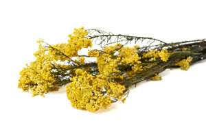 preserved-diosmirice-flower-6