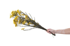 preserved-diosmirice-flower-6.