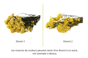 preserved-diosmirice-flower-6.