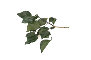 stabilisierter-efeu-39.