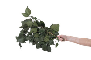 lierre-stabilise-39.