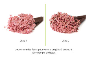 trockener-glixia-12.