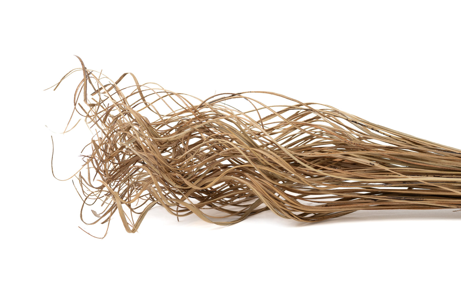 dried-curly-ting-ting-29