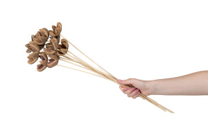 dried-castanopsis-on-stem-29.