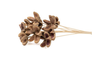 dried-castanopsis-on-stem-29.