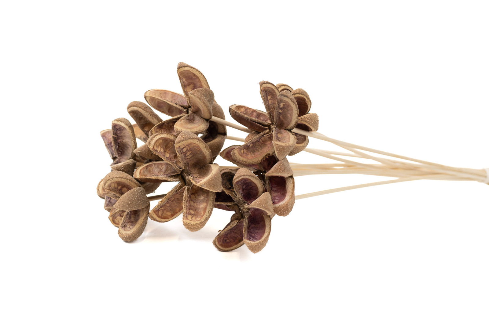 dried-castanopsis-on-stem-29