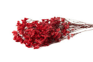 preserved-limonium-14.