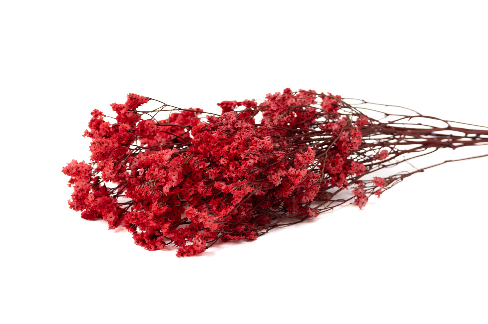 preserved-limonium-14