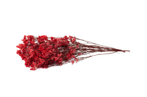 preserved-limonium-14.