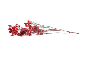 preserved-limonium-14.