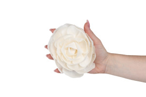 camelia-sola-flower-l-8.