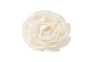 camellia-sola-flower-l-8