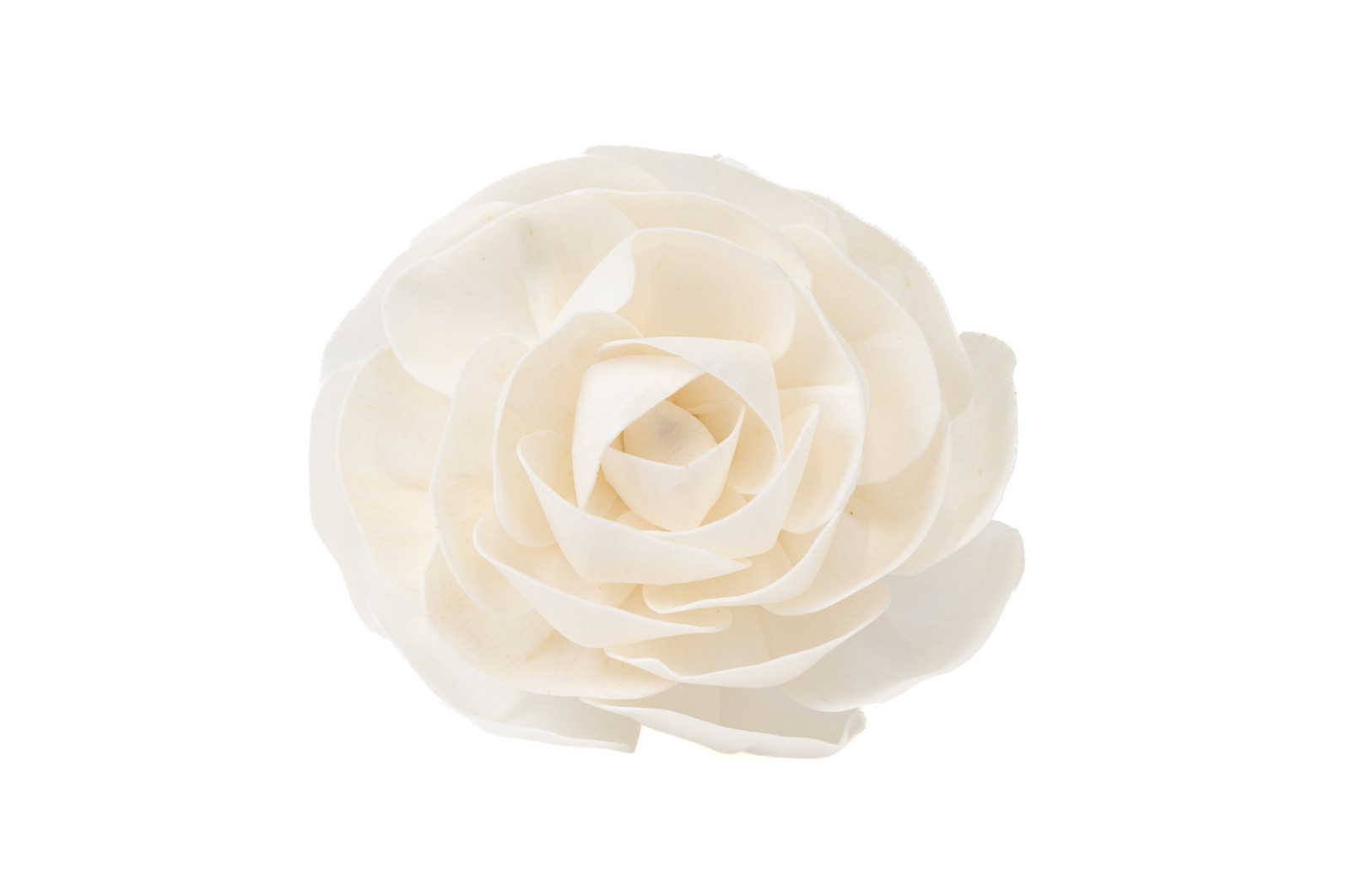 camelia-sola-flower-l-8