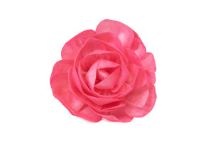 kamelie-sola-blume-l-8.