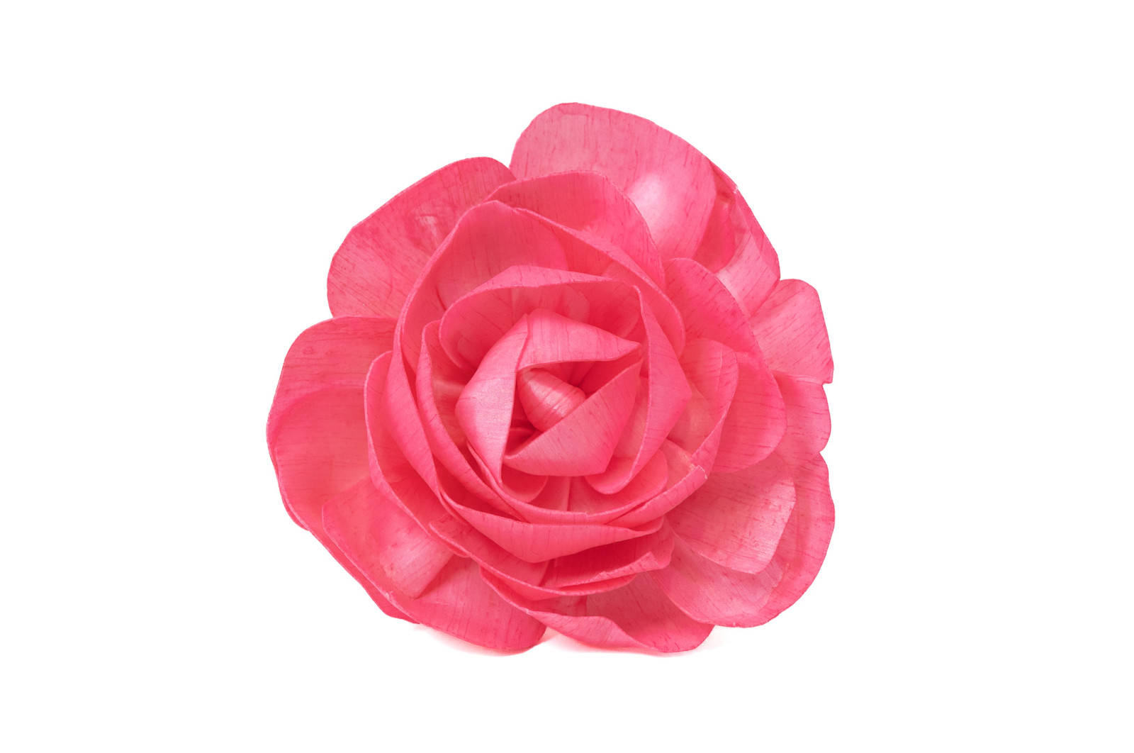 camellia-sola-flower-l-8