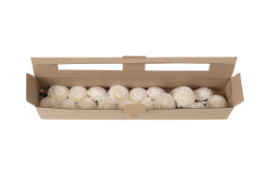 chrysanthemum-sola-flower-s-8.