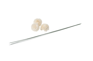 chrysantheme-sola-flower-s-8.