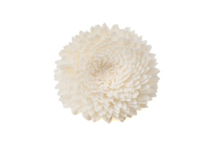 chrysantheme-sola-blume-m-8.