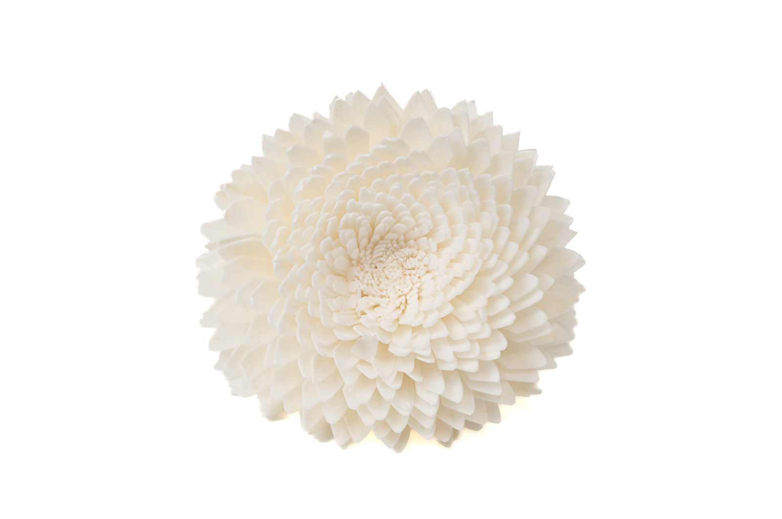 chrysantheme-sola-blume-m-8