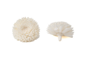 chrysantheme-sola-blume-m-8.