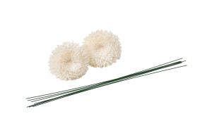 chrysantheme-sola-flower-m-8.