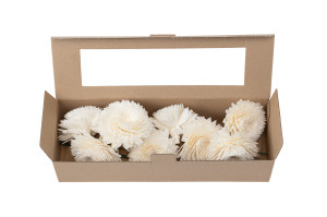 chrysantheme-sola-blume-m-8.