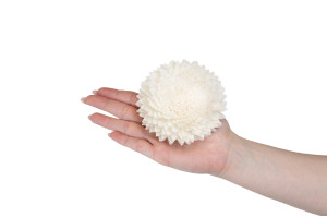 chrysanthemum-sola-flower-m-8.