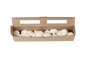 peony-sola-flower-s-8.