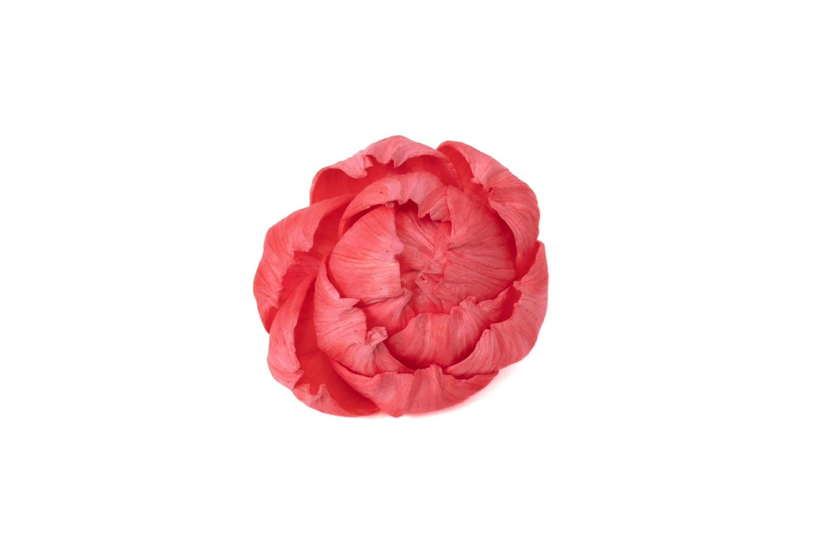 pivoine-sola-flower-s-8