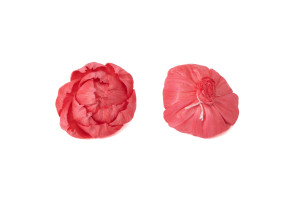 pivoine-sola-flower-s-8.