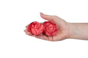 pivoine-sola-flower-s-8.